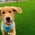Private Dog Park with Specialized Turf